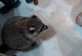 Lucky coon